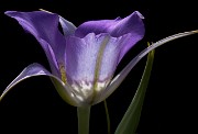 Calochortus marcocarpus - Sagebrush Mariposa Lily 2828a